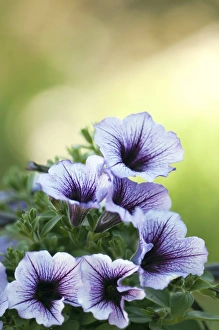 Colorful Garden Blooms Prints: Petunia sp