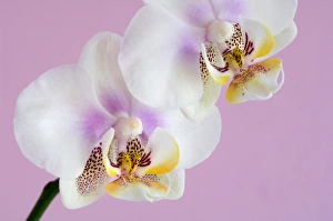 Phalaenopsis flowers (Phalaenopsis sp.) Phalaenopsis flowers (Phalaenopsis sp.)