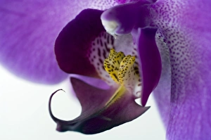 Phalaenopsis labellum (Phalaenopsis sp.) Phalaenopsis labellum (Phalaenopsis sp.)