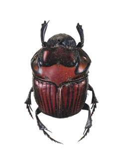 Insect Photography Nature Prints: Phanaeus dung beetle