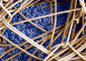 Prints of Phase change material. Coloured scanning electron micrograph (SEM) of microcapsules (blue) that contain a phase change material (PCM) coating fabric fibres Images Dated 2002 July: SEM Print of Microcapsules Coating Fibres