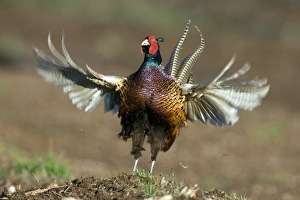 Common Pheasant Behavior Prints: Pheasant displaying C018 / 9349
