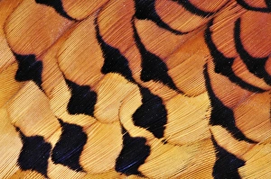 Male Pheasant Plumage Prints: Pheasant plumage