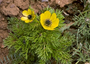 Wildflowers In Springtime Prints: Pheasants Eye (Adonis microcarpa)