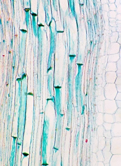 Prints of Phloem plant cells. Light micrograph of a longitudinal section through phloem tissue in a Cucurbita plant. Most of this tissue is large phloem tubes (stained blue) Images Dated 2009 October: Phloem Plant Cells Print