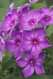 Cut Flower Arrangements Prints: Phlox paniculata