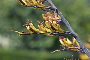 Summer Foliage Photography Prints: Phormium sp