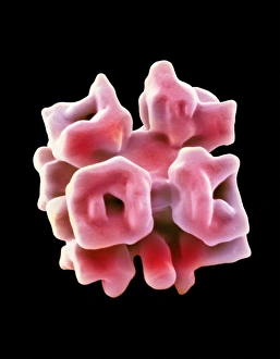 Coloured Scanning Electron Microscopy Images Prints: Phosphate crystal, SEM
