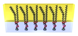 Prints of Phospholipids in a membrane. Computer artwork showing a row of phospholipid molecules in a cell membrane Images Dated 2013 March: Phospholipid Bilayer Print