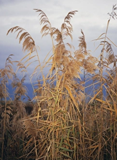Wetland Flora Prints: Phragmites australis