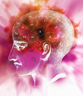 Phrenology Prints: Phrenology