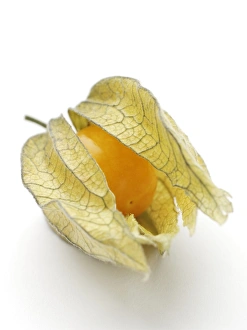 Cape Gooseberry Prints: Physalis