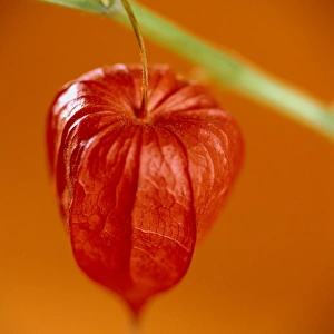 Cape Gooseberry Prints: Physalis fruit