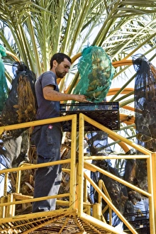 Date Palm Cultivation Prints: Picking dates with Hydraulic platform