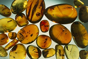 Pieces of amber containing fossilized insects Pieces of amber containing fossilized insects