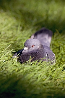 London Wildlife Prints: Pigeon
