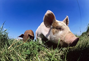 Organic Farming Methods Prints: Piglet