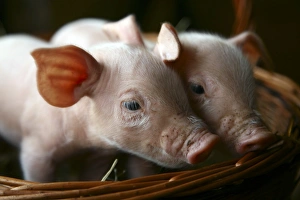 Piglet Photography Prints: Piglets