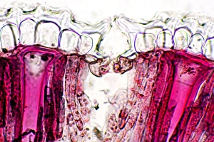Polarised Light Microscopy Images Prints: Pincushion leaf, light micrograph