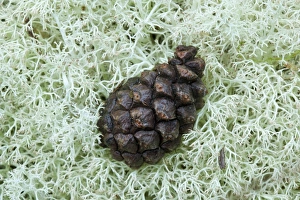 British Wildlife Pictures Prints: Pine cone on lichen