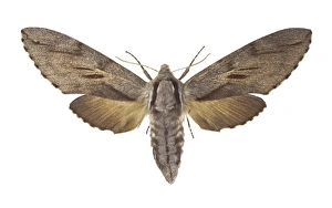 Pine Hawk Moth Prints: Pine hawk moth C016 / 2281