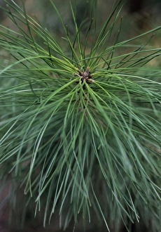 Evergreen Trees Prints: Pine (Pinus sp. )