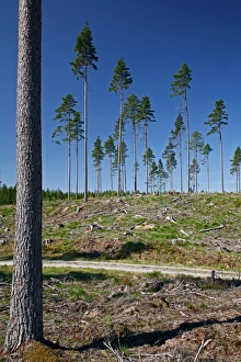Sustainable Forestry Practices Prints: Pine plantation