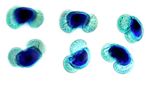 Images Dated 2012: Pine Pollen Grains Print