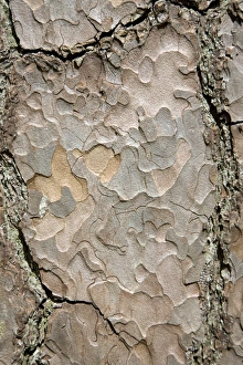 Pine Tree Bark Prints: Pine tree bark