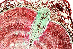 Coloured Light Micrograph Pine Tree Stem Print
