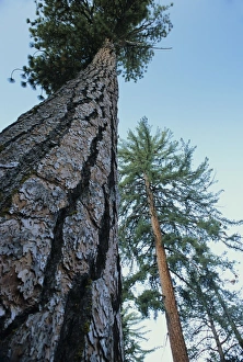 American Wilderness Photos Prints: Pine trees
