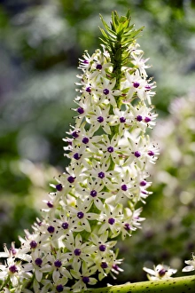 Succulent Flowers Prints: Pineapple lily (Eucomis comosa)