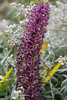Tropical Plant Prints: Pineapple Lily (Eucomis sp. )