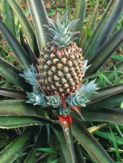 Images Dated 7th June 2002: Pineapple plant print with fruit