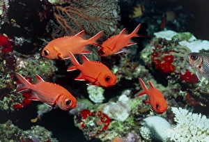 Bony Fish In The Ocean Prints: Pinecone soldierfish