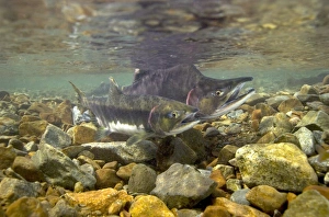 Pacific Fish Species Prints: Pink salmon