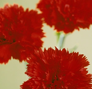 Carnation Family Plants Prints: Pinks (Dianthus sp. )