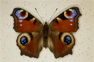 Pinned specimen of peacock butterfly, Inachis io Pinned specimen of peacock butterfly, Inachis io