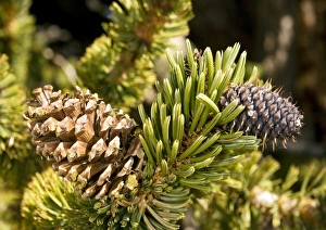 Bristlecone Pine Prints: Pinus longaeva
