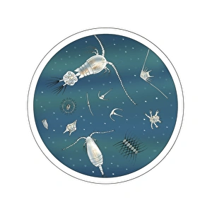 Plankton Print under Magnifying Glass