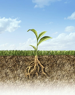 Prints of Plant. Cut-away artwork showing a plants stem, leaves and roots Images Dated 2012 November: Plant Cutaway Print