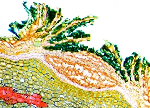 Young Lime Stem Lenticel Print