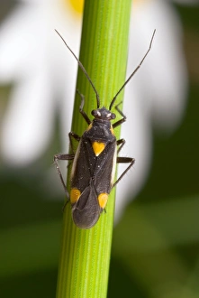 Insect Photography Poland Prints: Plant bug