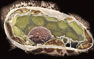 Prints of Plant cell. Coloured scanning electron micrograph (SEM) of a section through a plant cell, revealing its internal structure. The cell is encased in a cellulose, hemicellulose and pectin cell wall Images Dated 2009 March: Coloured SEM Print of a Plant Cell Section