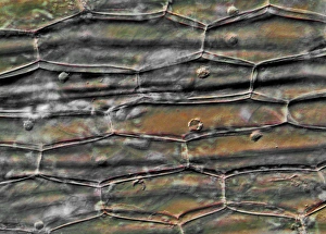 Plant Cell Structure Prints: Plant cells, light micrograph