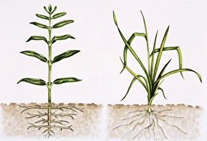 Flowering Plant Anatomy Prints: Plant comparison