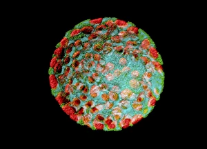 Confocal Microscopy Images Prints: Plant protoplast, fluorescent micrograph