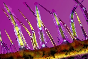Polarised Light Microscopy Prints: Plant stem trichomes, light micrograph