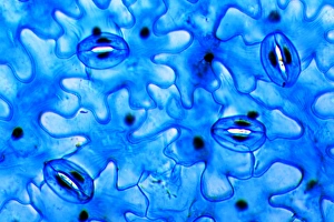 Guard Cells Function Prints: Plant stomata, light micrograph