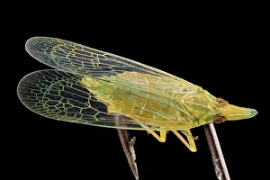 Images Dated 4th December 2013: Planthopper Print: Close-up Photograph of Rhynchomitra sp